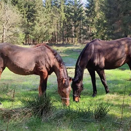 Zacisze Pod Bukami * Gornica
