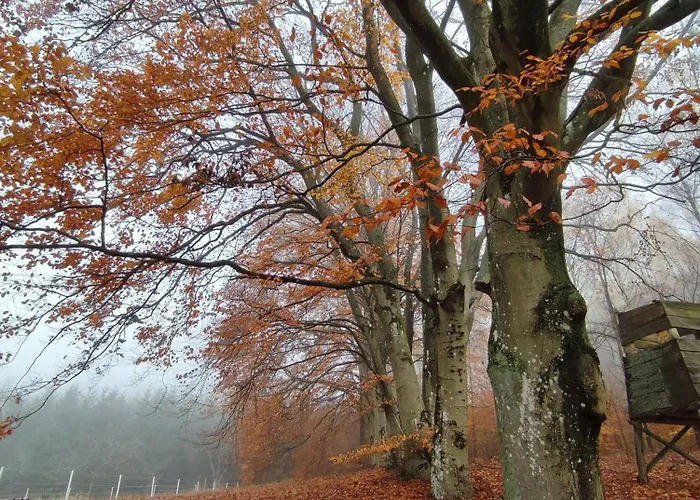 Zacisze Pod Bukami شقة *