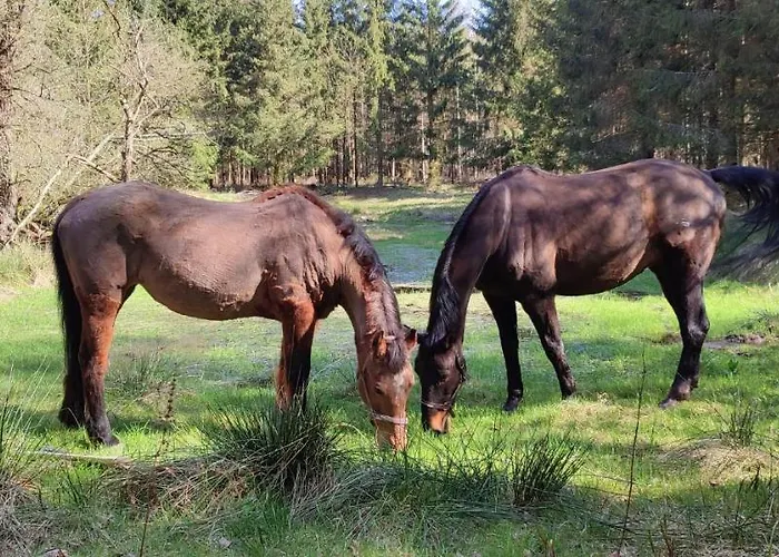 Zacisze Pod Bukami * Gornica